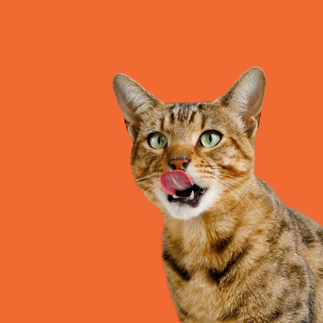 Alimentos para Gato