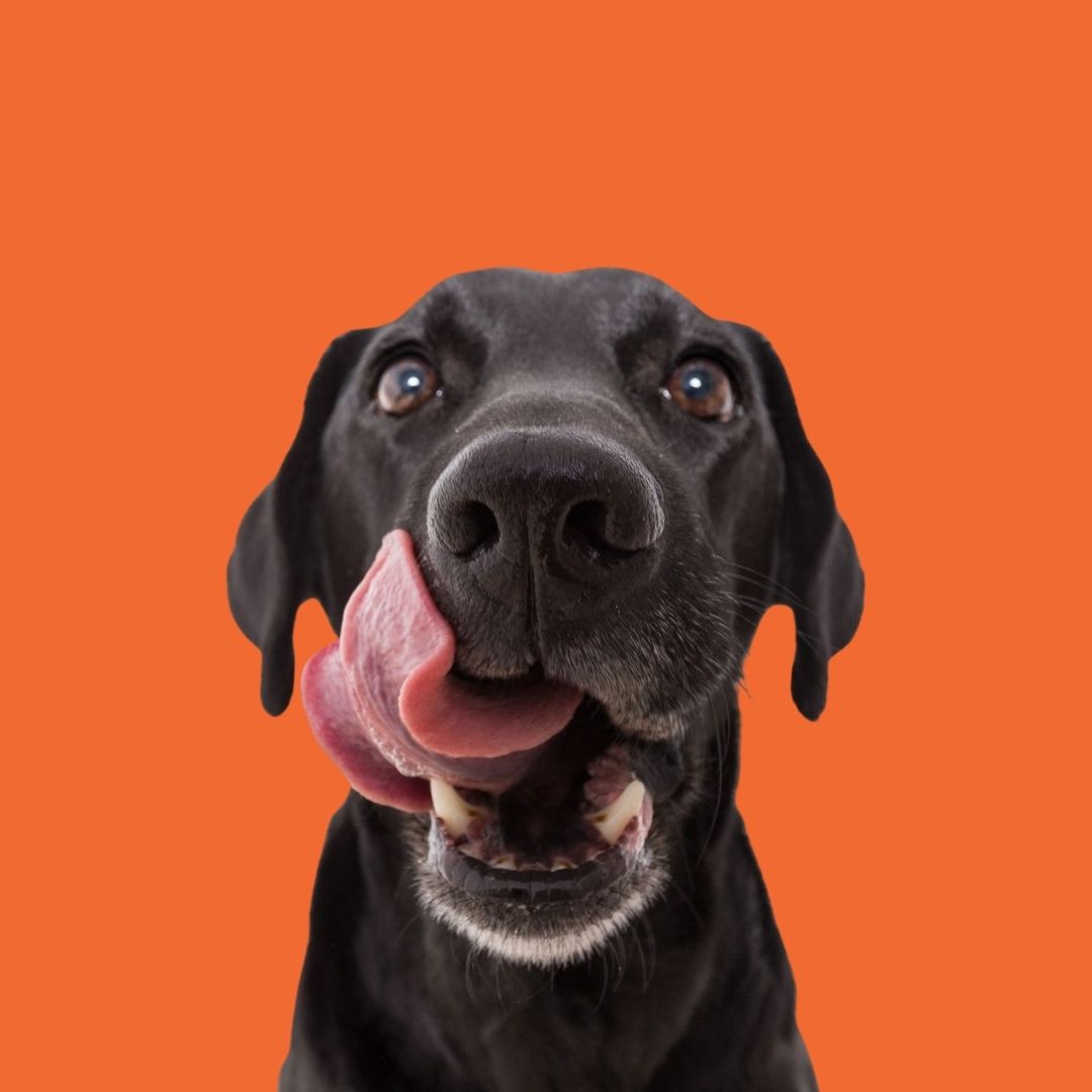 Alimentos para Perro