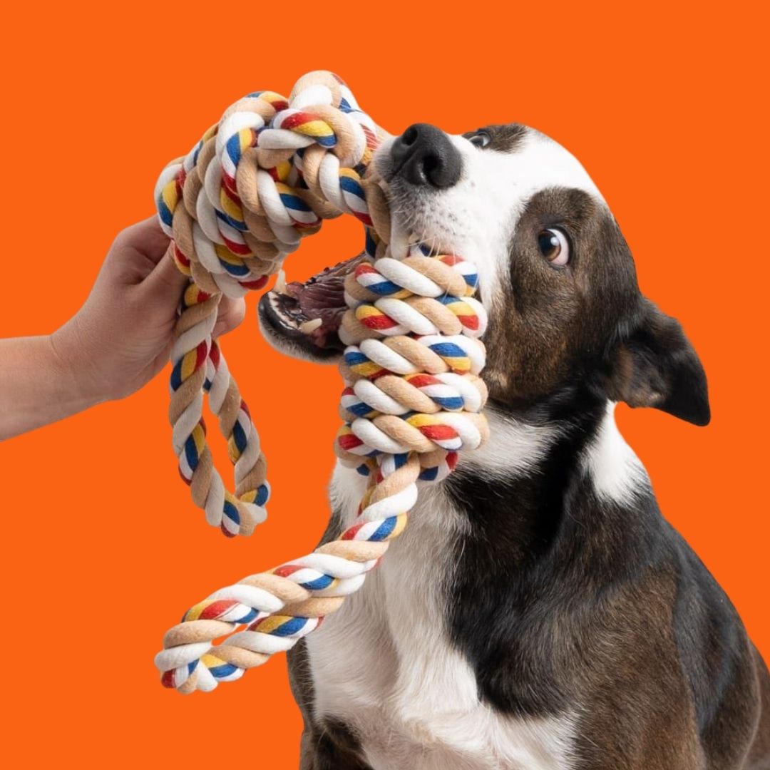 Accesorios de Perro